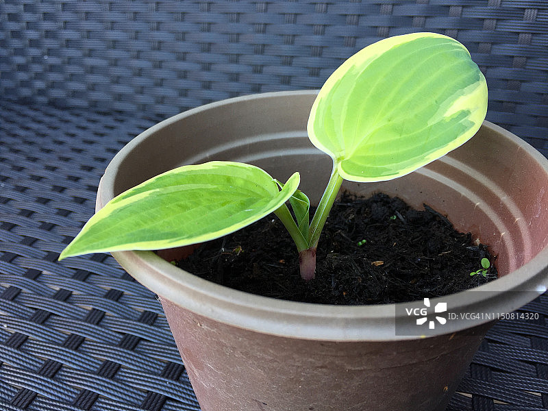 发芽的玉簪花 1图片素材