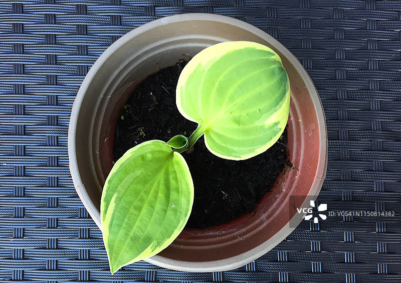 发芽的玉簪 3图片素材