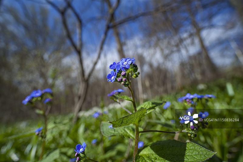 高山勿忘我图片素材