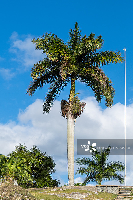 古巴国树：王棕图片素材