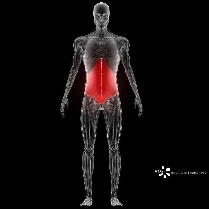 人体肌肉解剖图片素材