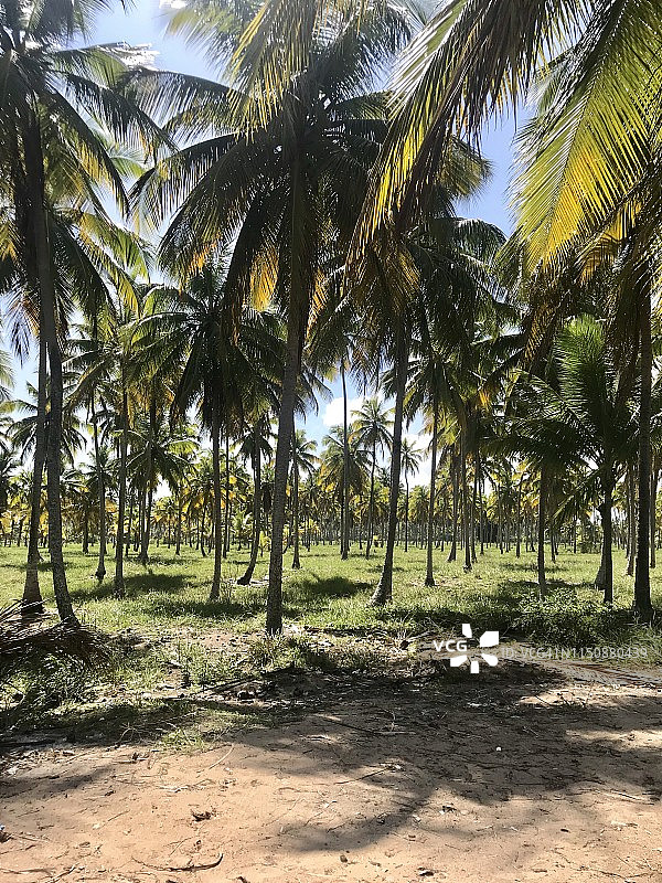 帕塔乔海滩图片素材