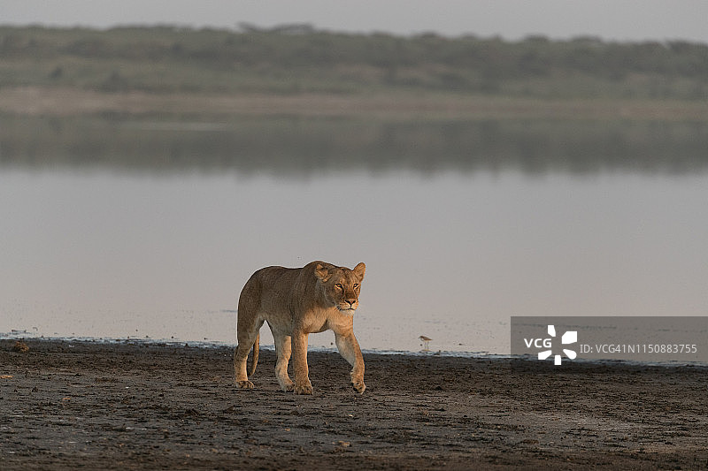 雌狮走在恩杜图湖边图片素材