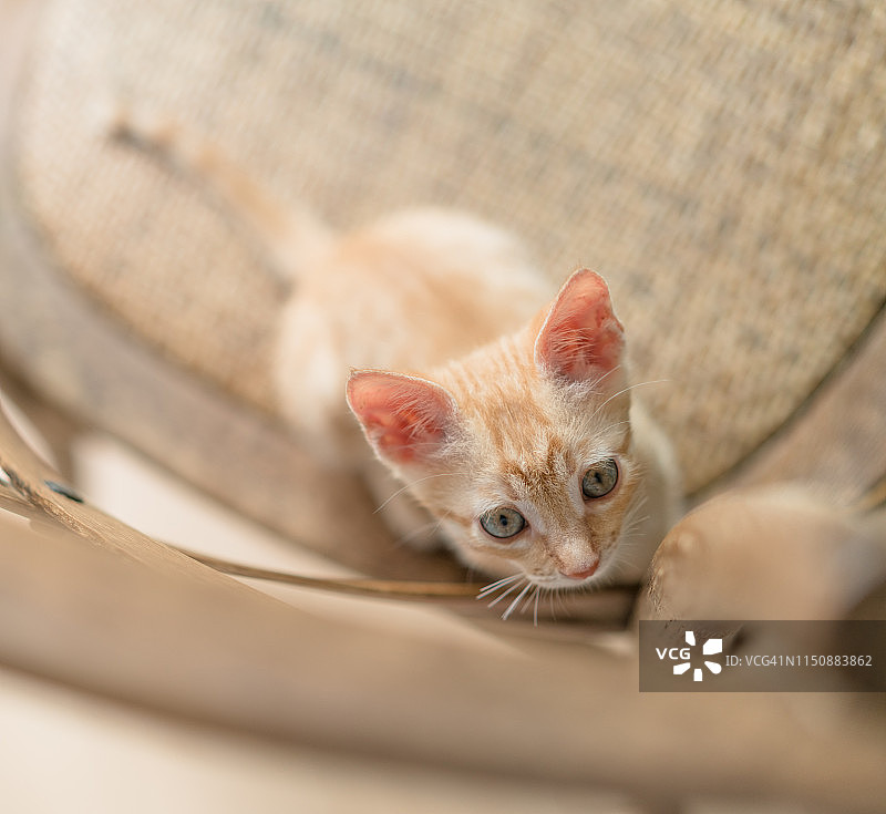 可爱的虎斑猫坐在椅子上图片素材