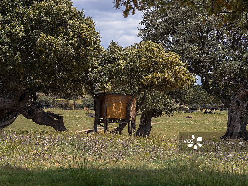 萨拉曼卡省（西班牙）牧场的树上木屋图片素材