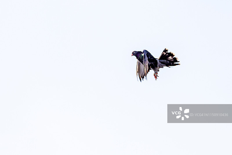 飞行中的竞速鸽图片素材