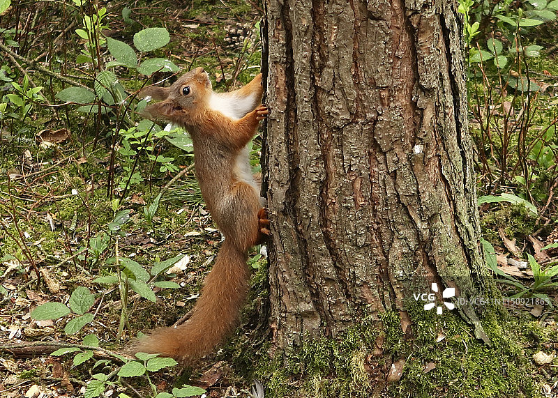 红松鼠开始爬树图片素材