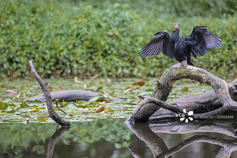 澳洲蛇鹈在午后晾晒翅膀图片素材