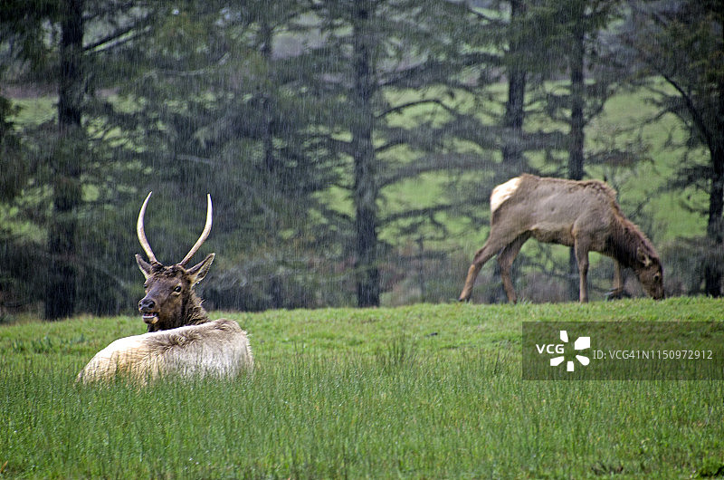 黑尾鹿图片素材
