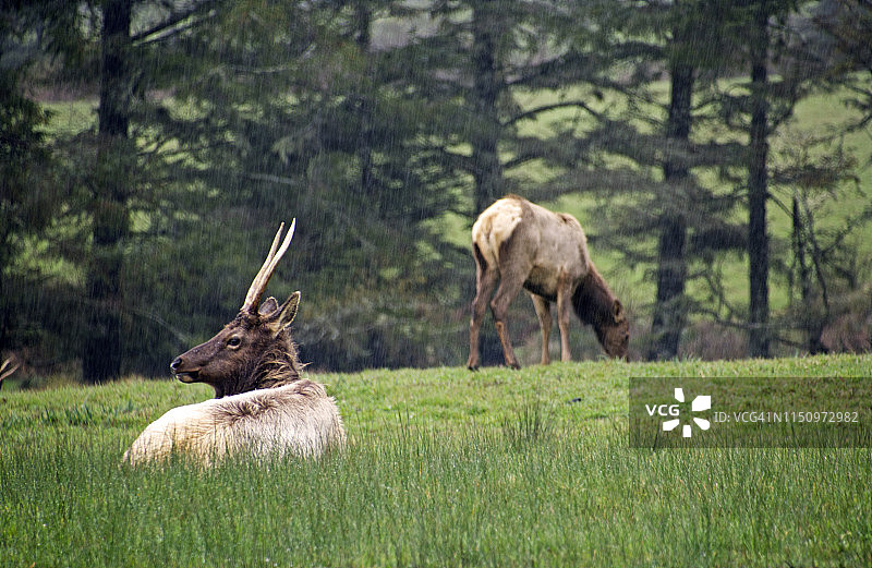 黑尾鹿图片素材
