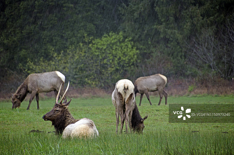 黑尾鹿图片素材