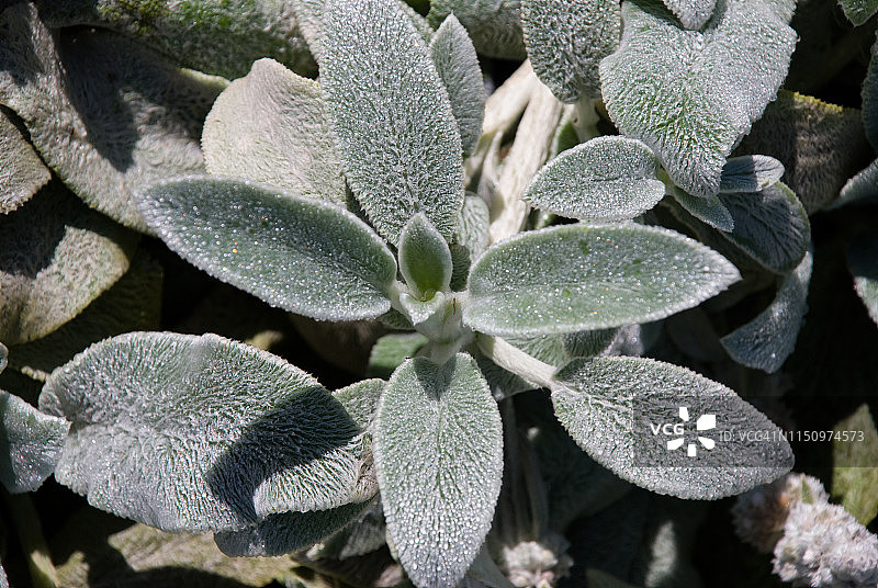 绵毛水苏植物图片素材