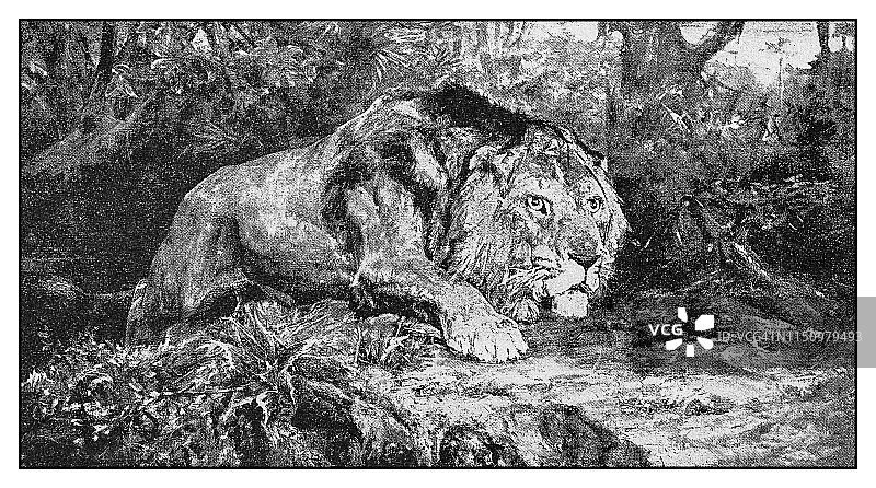 复古插画：狮子图片素材