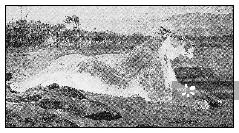 复古插画：母狮图片素材