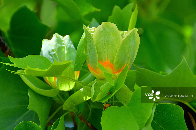 郁金香树花图片素材