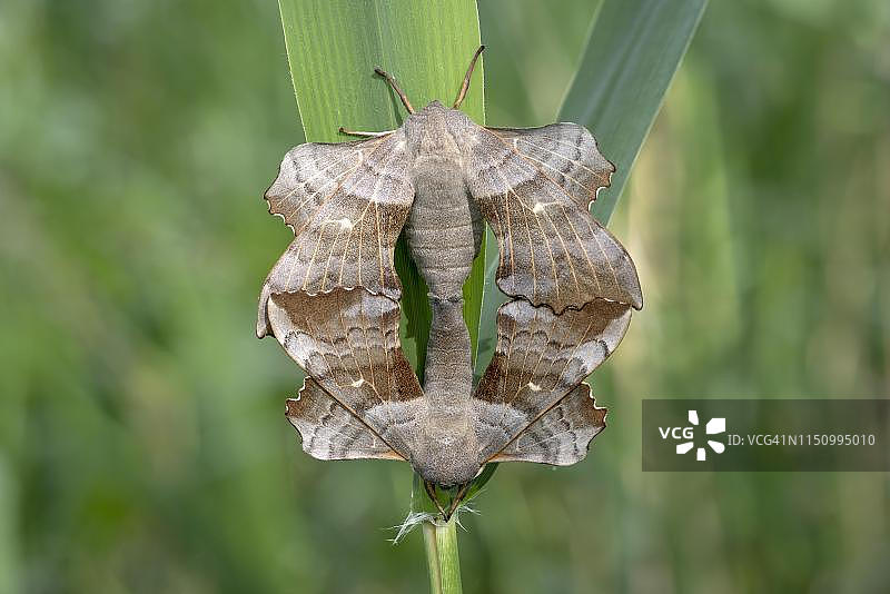 白杨天蛾（Laothoe populi），一对在草叶上，奥地利弗拉尔贝格州科普拉图片素材