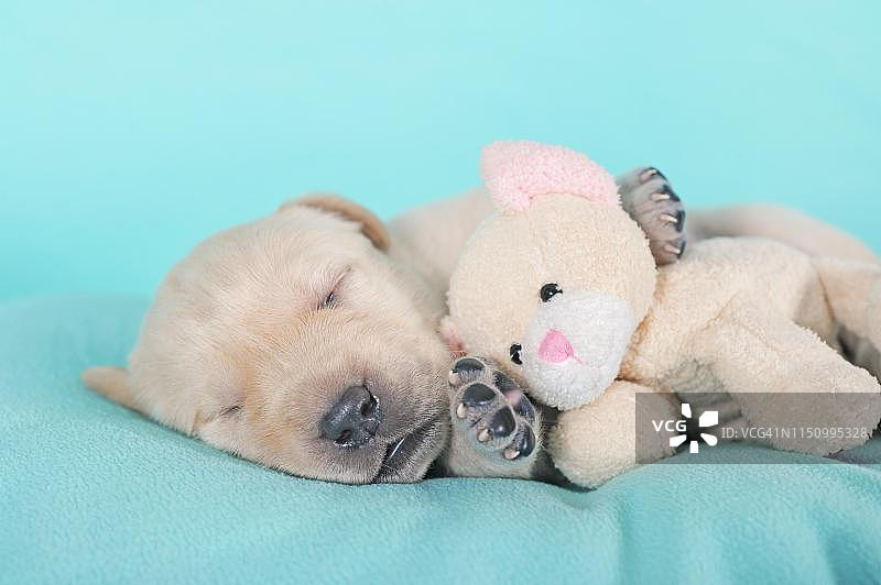 奥地利黄色3周大拉布拉多幼犬抱着玩具睡觉图片素材