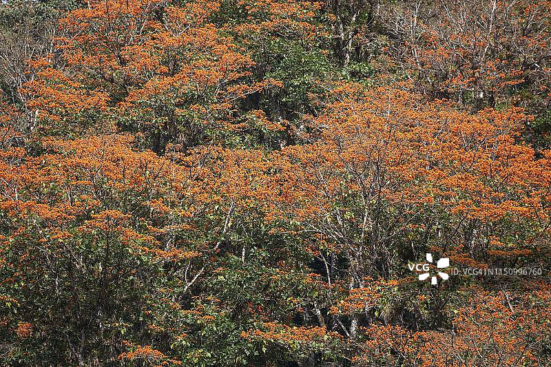 奥罗西山谷的珊瑚树（Erythrina poeppigiana），哥斯达黎加卡塔戈省图片素材