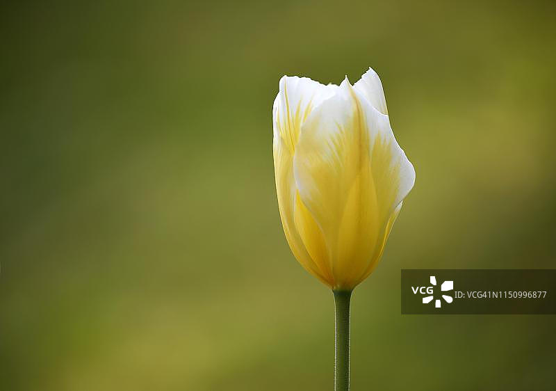 郁金香（郁金香），黄色花朵，德国图片素材
