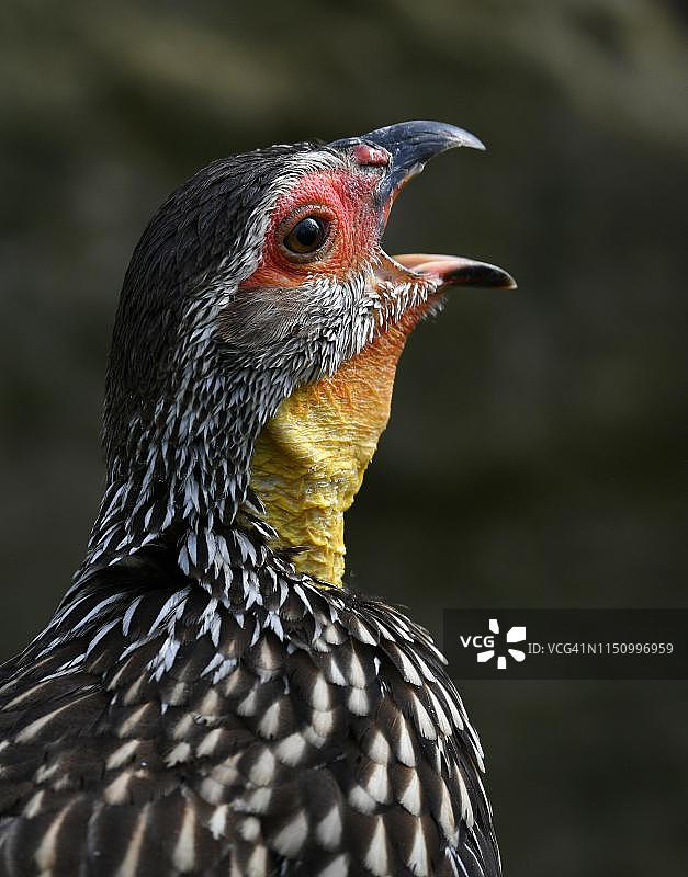 黄颈 spurfowl（Francolinus leucoscepus）动物画像，圈养，德国图片素材