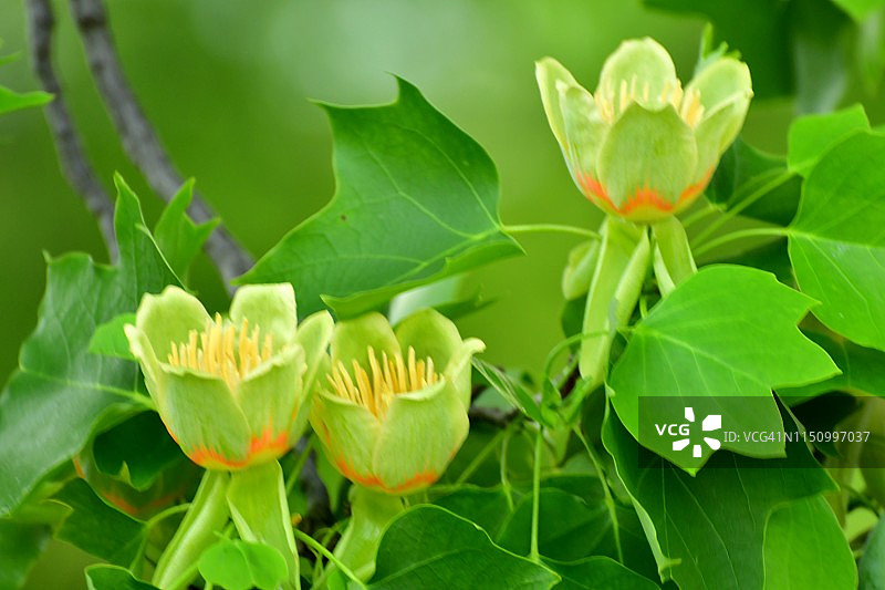 郁金香树花图片素材