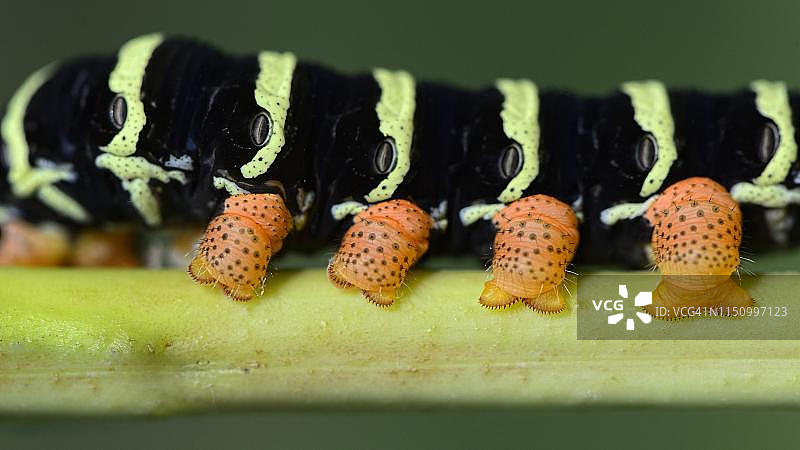 天轮剑纹夜蛾，科罗萨尔区，伯利兹图片素材