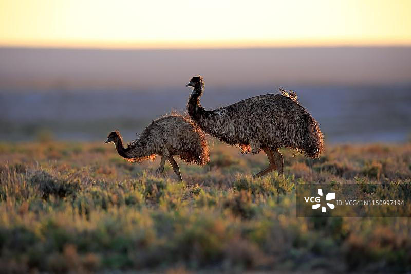 日落时分鸸鹋情侣，新南威尔士斯特特国家公园图片素材