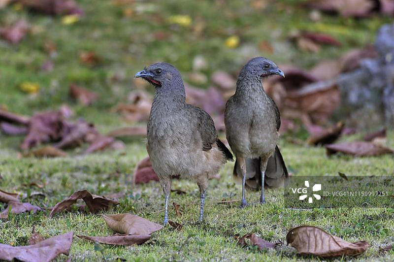 伯利兹科罗萨尔区草地上的一对棕硬尾雉图片素材