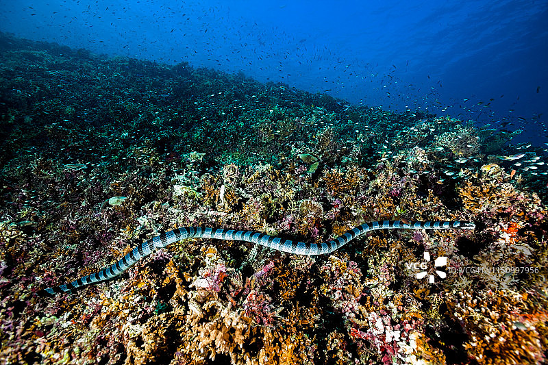 环纹海蛇，印度尼西亚松巴哇岛莫约岛图片素材