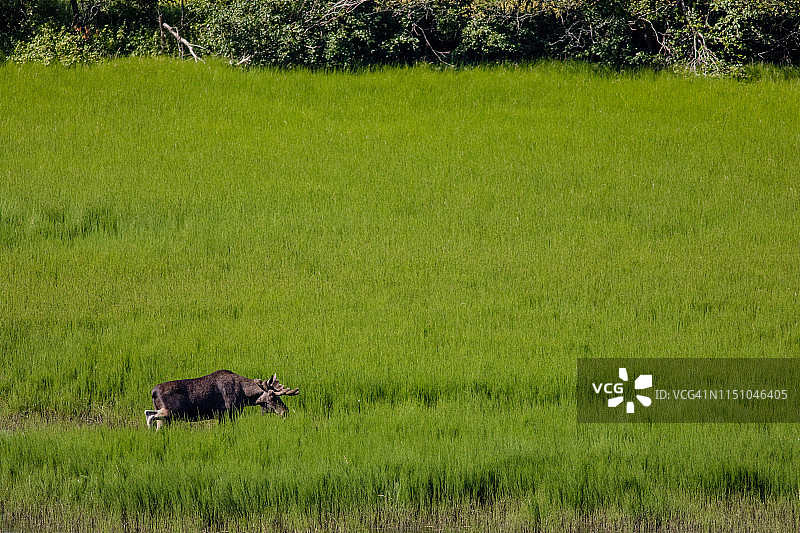 在挪威 Lom 吃草的麋鹿图片素材
