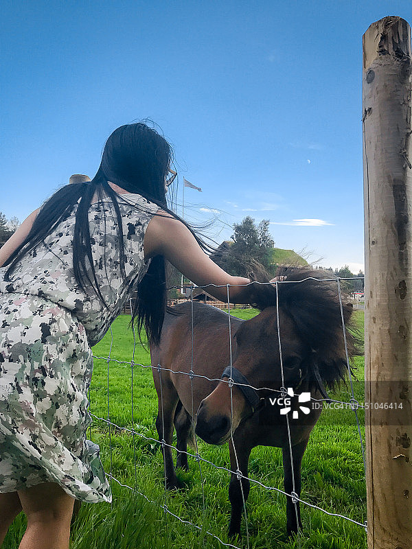在挪威伦内布抚摸可爱的小马图片素材