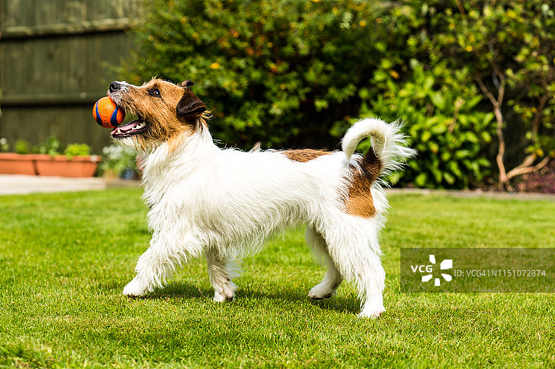 花园里的杰克罗素幼犬图片素材