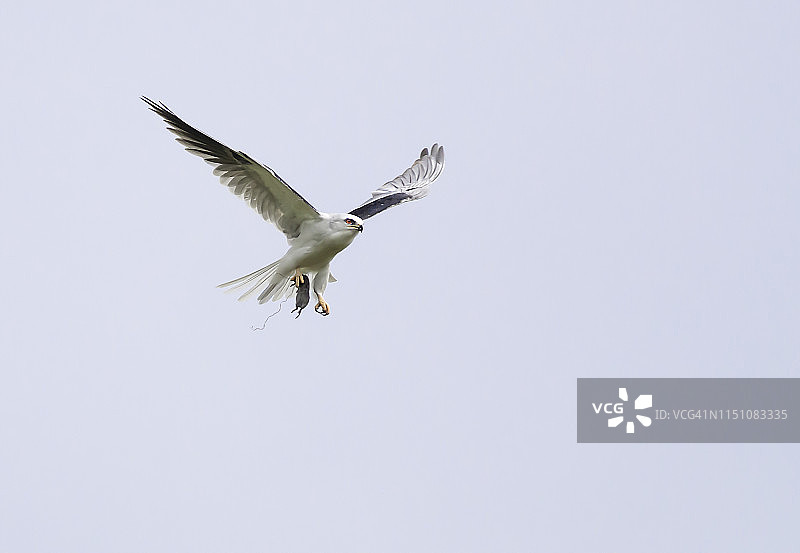 白尾鸢与猎物图片素材