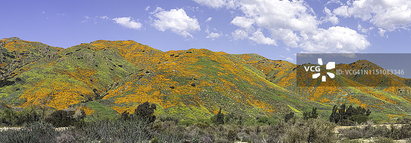 盛开的加州野花图片素材