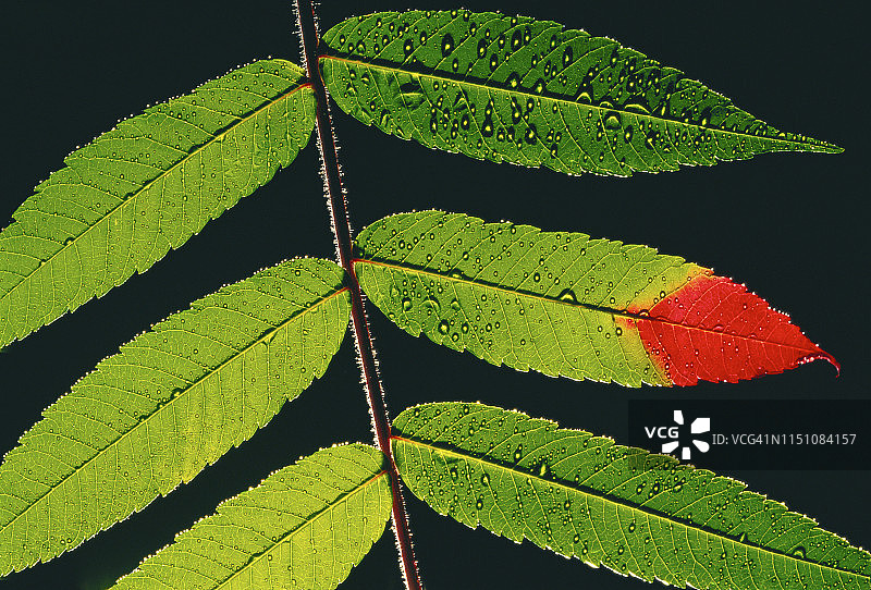 黑色背景上的漆树叶图片素材