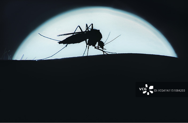 蚊子轮廓特写图片素材