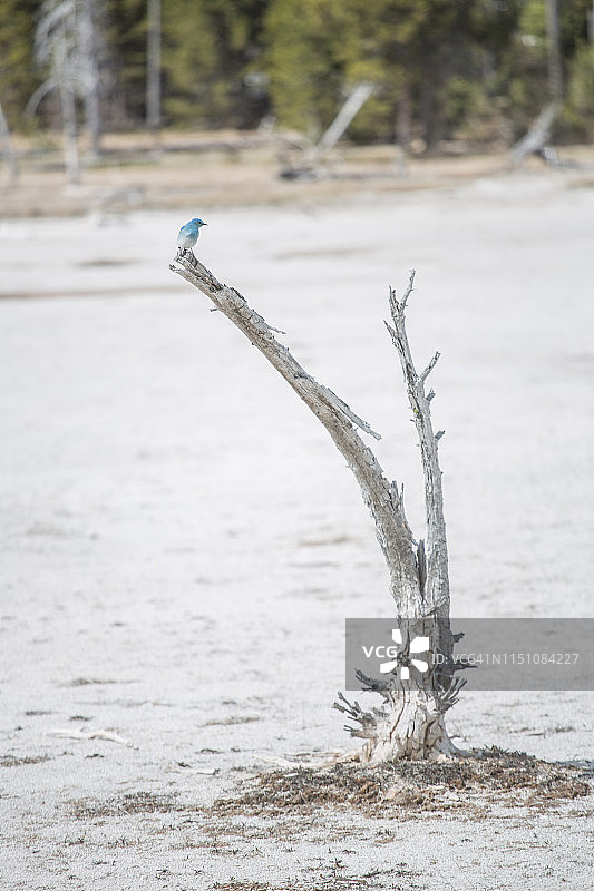 中途间歇泉盆地图片素材