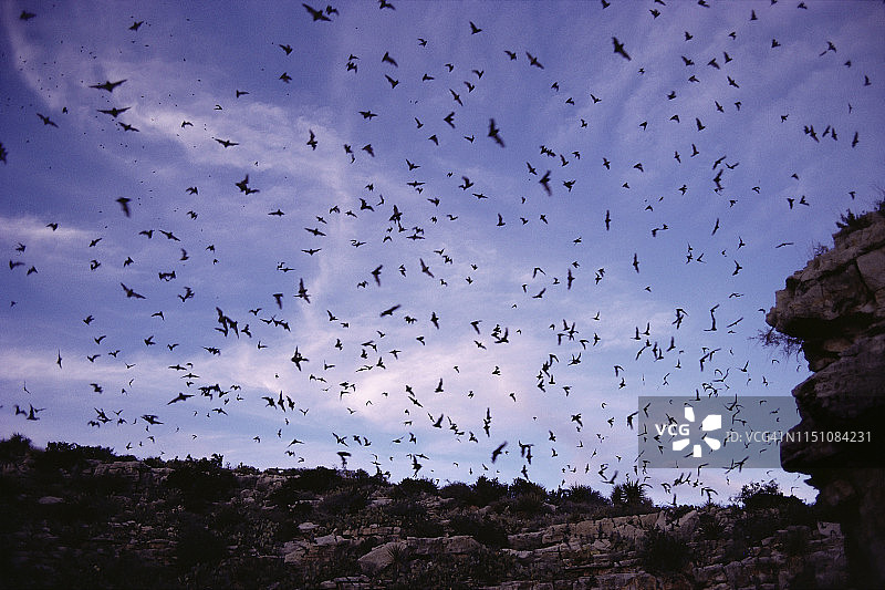 墨西哥无尾蝙蝠图片素材