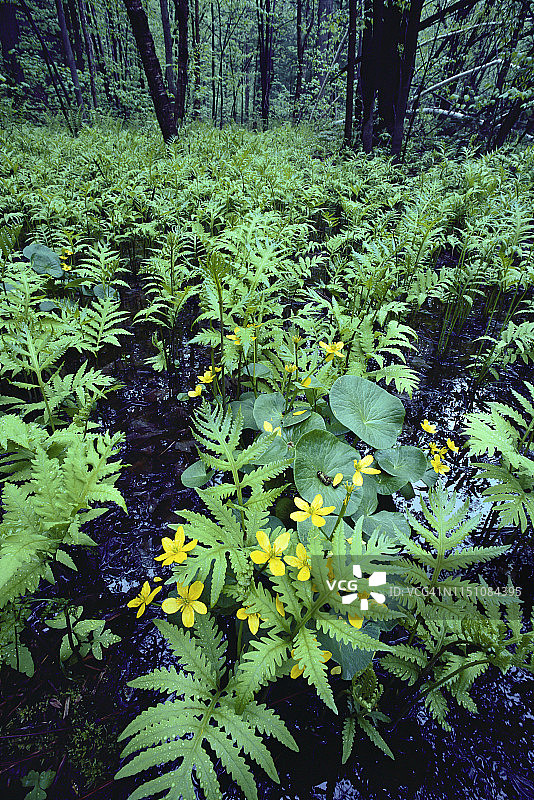 盛开的 Marsh Marigolds图片素材