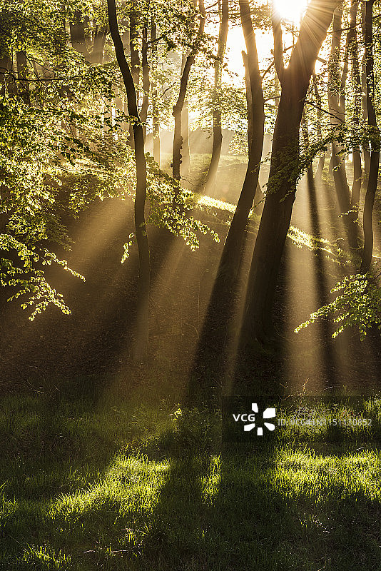 雾中的林地：英国峰区查茨沃斯庄园图片素材