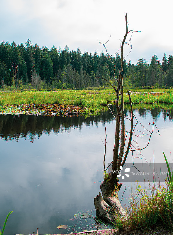 海狸湖的倒影图片素材