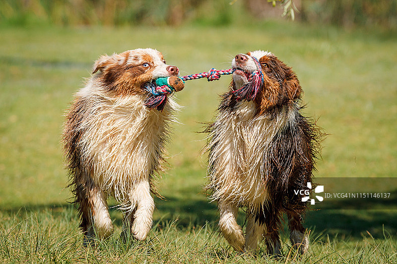 玩耍中的澳大利亚牧羊犬图片素材