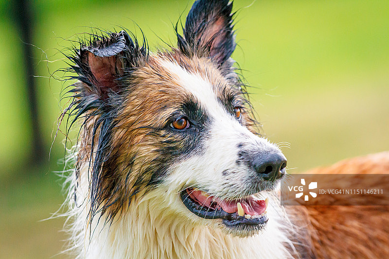 边境牧羊犬肖像图片素材