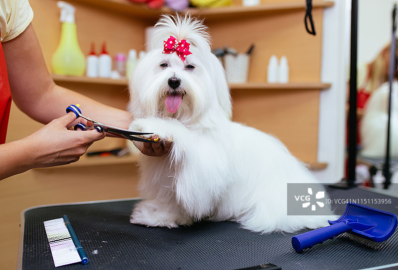 玛尔济斯犬美容图片素材