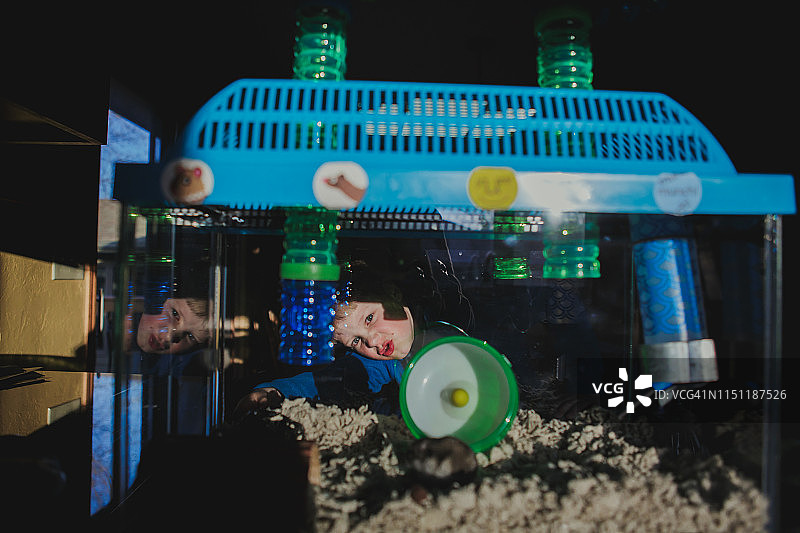 男孩看着仓鼠笼图片素材