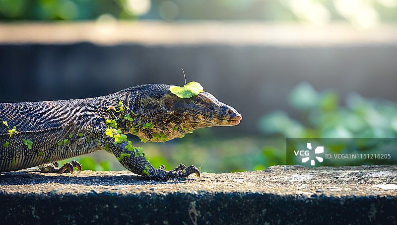 阳光明媚的日子里，一条行走的幼年蜥蜴特写图片素材