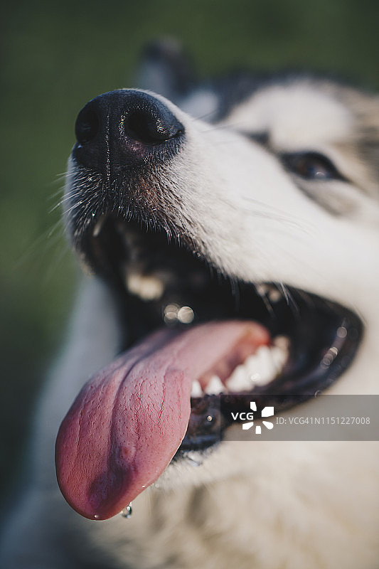 可爱的小狗鼻子图片素材