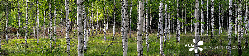 春季晴朗傍晚的白桦林全景图片素材