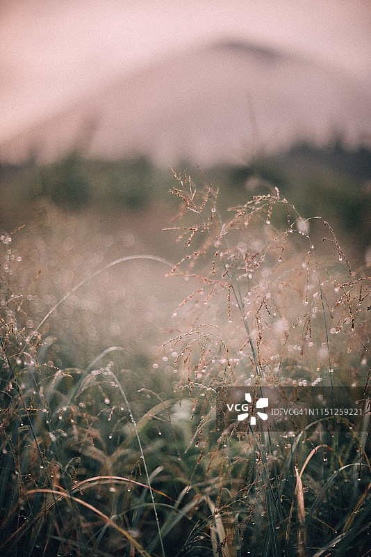 野生植物上的露珠图片素材