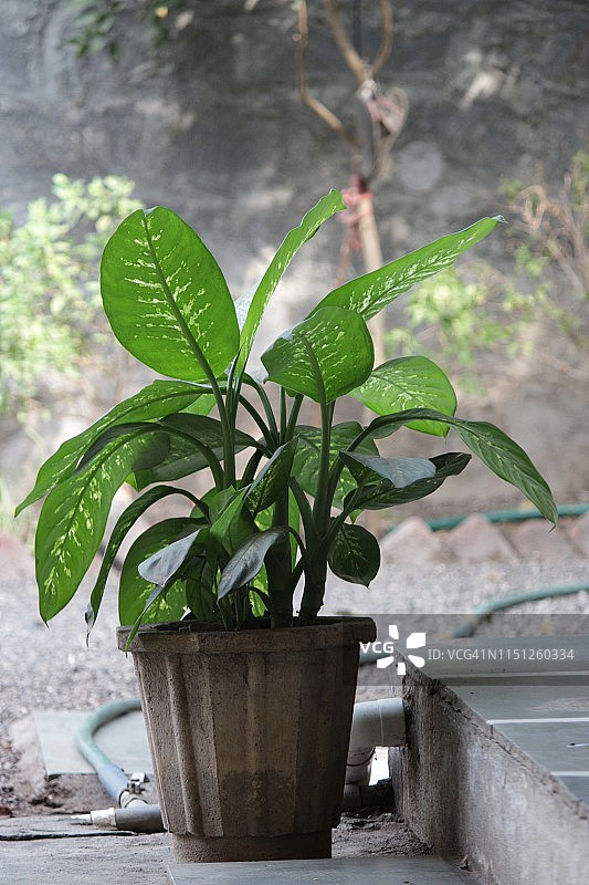 赛瓜叶万年青图片素材